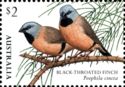 Black-throated Finch (Poephila cincta)