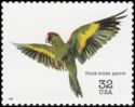 Thick-billed Parrot (Rhynchopsitta pachyrhyncha)