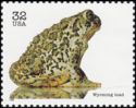 Wyoming Toad (Anaxyrus baxteri)