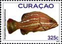 Slender Grouper (Anyperodon leucogrammicus)