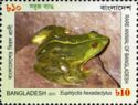 Indian Green Frog (Euphlyctis hexadactylus)