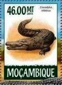 Crocodylus niloticus