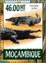 Crocodylus suchus