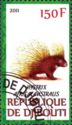 Cape Porcupine (Hystrix africaeaustralis)