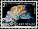 Regal Angelfish (Pygoplites diacanthus)