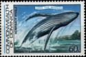 Humpback Whale (Megaptera novaeangliae)
