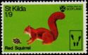 Eurasian Red Squirrel (Sciurus vulgaris)