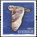 Short-eared Owl (Asio flammeus)