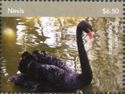 Black Swan (Cygnus atratus)