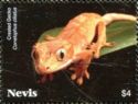 Crested gecko (Correlophus ciliatus)