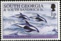 Hourglass Dolphin (Lagenorhynchus cruciger)