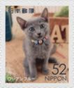 Russian Blue Cat (Felis Silvestris Catus)