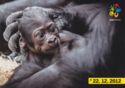 Gorilla's Child (Gorilla gorilla), born 22.12.2012