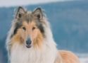 Long-haired Collie
