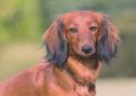 Long-haired Dachshund