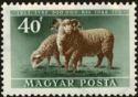 Domestic Sheep (Ovis aries)