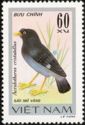 Crested Myna (Acridotheres cristatellus)