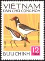 Red-wattled Lapwing (Lobivanellus indicus)
