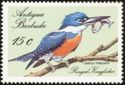 Ringed Kingfisher (Ceryle torquata)