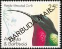 Purple-throated Carib (Eulampis jugularis) - Overprinted