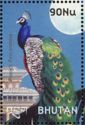 Indian Peafowl (Pavo cristatus)