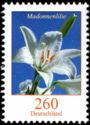 Madonna Lily (Lilium candidum)