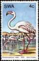 American Flamingo (Phoenicopterus ruber)