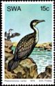 Great Cormorant (Phalacrocorax carbo)