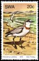 Chestnut-banded Plover (Charadrius pallidus)