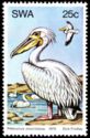 Great White Pelican (Pelecanus onocrotalus)