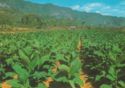 Tobacco Plantation