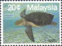 Green Sea Turtle (Chelonia mydas)