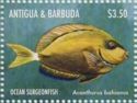 Ocean Surgeonfish (Acanthurus bahianus)