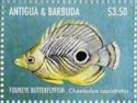 Foureye Butterflyfish (Chaetodon capistratus)