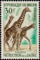 Giraffe (Giraffa camelopardalis)