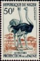Ostrich (Struthio camelus)