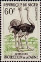 Ostrich (Struthio camelus)