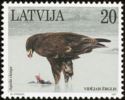 Greater Spotted Eagle (Aquila clanga)