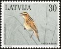 Aquatic Warbler (Acrocephalus paludicola)