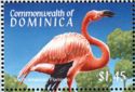South American Flamingo (Phoenicopterus ruber)