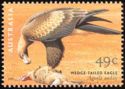 Wedge-tailed Eagle (Aquila audax)