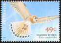Nankeen Kestrel (Falco cenchroides)