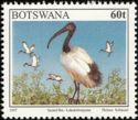 Sacred Ibis (Threskiornis aethiopicus)