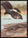 Black Eagle (Aquila verreauxii), Nile Crocodile (Crocodylus