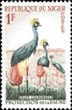Grey Crowned Crane (Balearica regulorum)