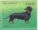 Dachshund