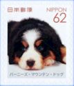 Bernese Mountain Dog (Canis lupus familiaris)