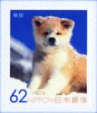 Akita Inu (Canis lupus familiaris)