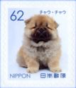 Chow Chow (Canis lupus familiaris)