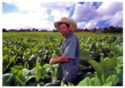 Pinar del Rio. Tobacco Cultivation